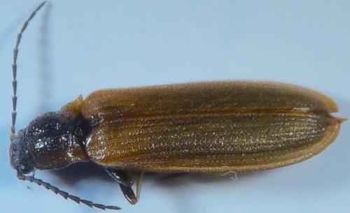 Réf. 205 491 : Denticollis linearis